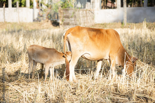 Cows in a grassy field on a bright and sunny day in Thailand. Herd of cows at summer green field. Dutch calves in the meadow. Cows on a summer pasture. soft focus. image of animal in countryside.