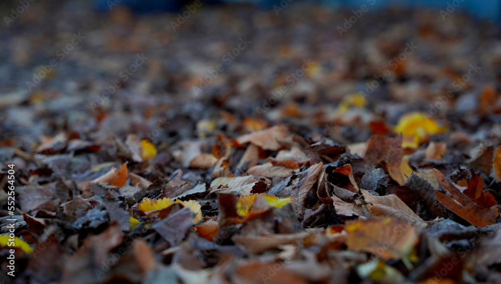 Dried dead autumn leaves