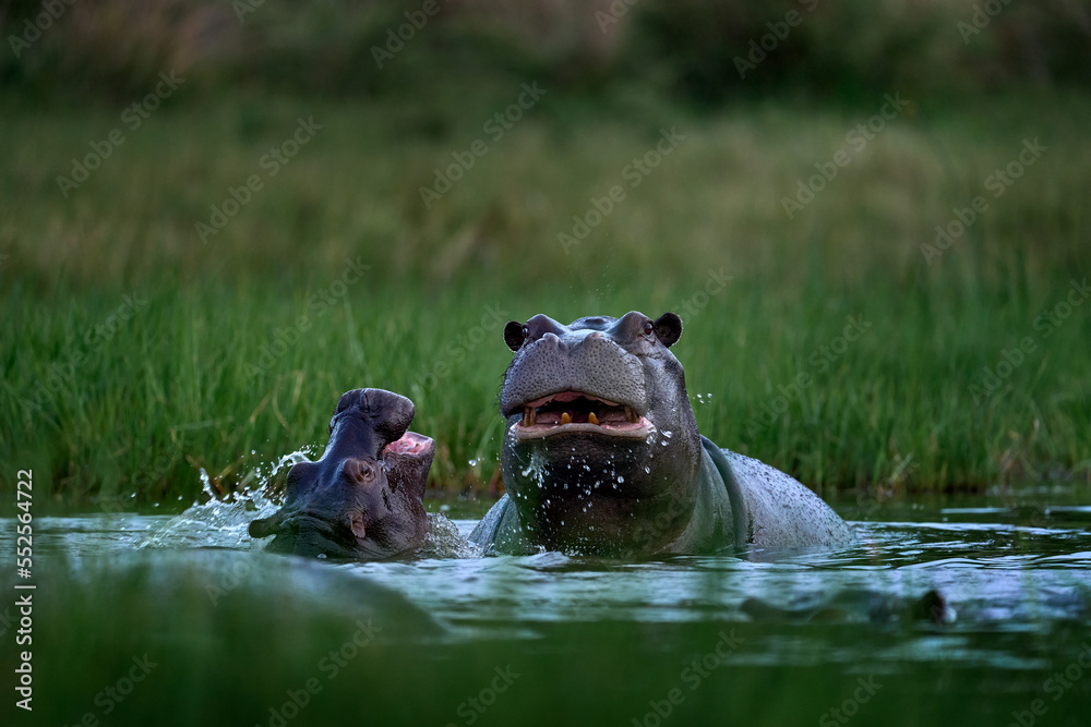 Fototapeta premium Hippo with birds. African Hippopotamus, Hippopotamus amphibius capensis, with evening sun, animal in the nature water habitat, Khwai, Moremi in Botswana, Africa. Wildlife scene from nature.