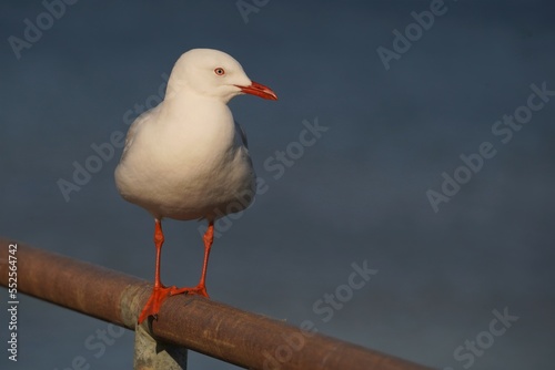 Seagull looking at right side
