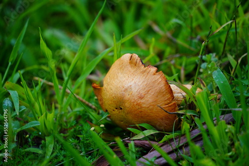 Dead mushroom on green grass