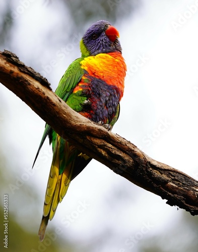 Lorikeet colorful bird with head tilting to its right