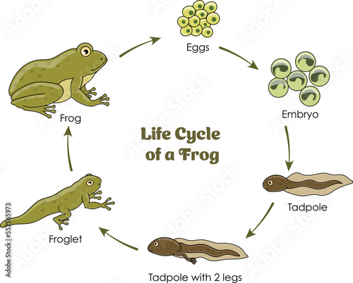 Life Cycle of a Frog colorful diagram on a white background