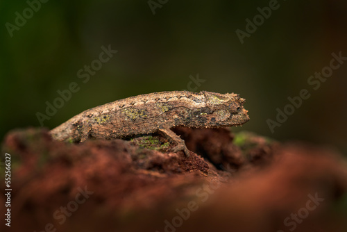 Brookesia thieli, Domergue's leaf chameleon or Thiel's pygmy in forest habitat. Exotic beautiful endemic green reptile with long tail from Andasibe-Mantadia NP, Madagascar. Wildlife scene from nature.