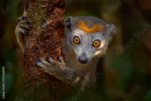Crowned lemur, Eulemur coronatus, Akanin’ ny nofy,  Madagascar, endemic on island.  Monkey detail close-up potrait with tree trunk forest. Wildlife nature, Madagascar. LEmur with dolden diadem coronet photo