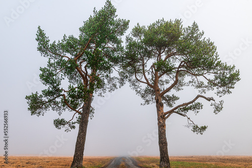 Trees in fog on a field in   stersund  Sweden. Isolated pine trees and a path between the trees.