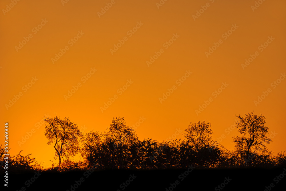 Dark trees silhouettes against orange sky lit by beautiful summer sunset. Gorgeous panorama scenic of the strong colorful sunrise. Abstract natural background or wallpaper