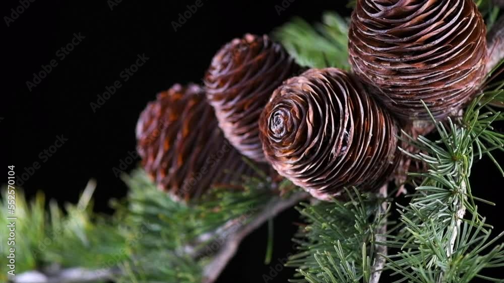 Cedar tree, Deodar branch with cones isolated on black background. Beautiful border art design. Close up Evergreen Christmas tree. Slow motion