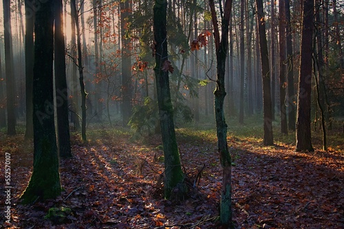 Jesienny las rozświetlony słońcem
