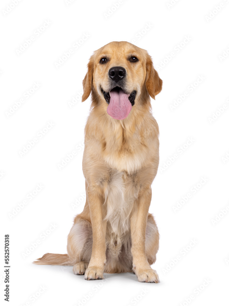 Young adult Golden Retriever pup dog, sitting up facing front with long tongue out. Looking towards camera. Isolated on a white background. Young adult Golden Retriever pup dog, sitting up facing front with long tongue out. Looking towards camera. Isolated on a white background.