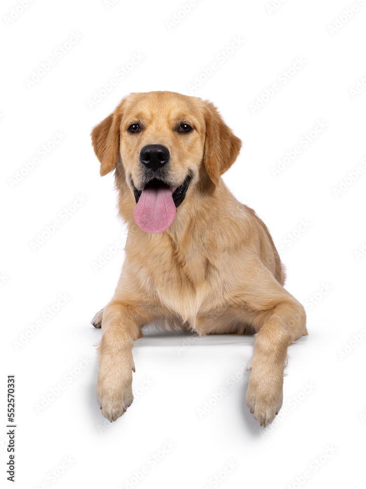 Young adult Golden Retriever pup dog, laying down facing front with long tongue out on edge. Looking towards camera. Isolated on a white background. Young adult Golden Retriever pup dog, laying down facing front with long tongue out on edge. Looking towards camera. Isolated on a white background.