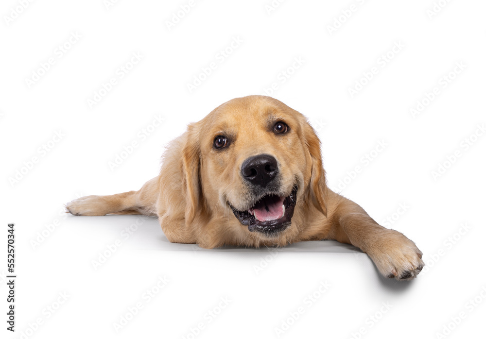 Young adult Golden Retriever pup dog, laying down facing front. Mouth open with happy face and smiling. Looking towards camera. Isolated on a white background.