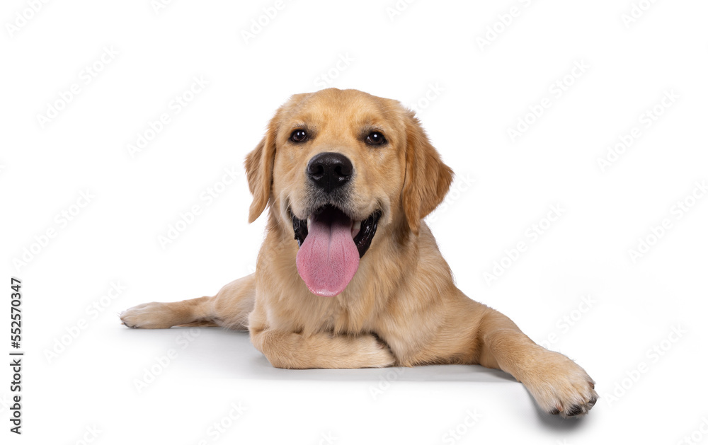 Young adult Golden Retriever pup dog, laying down facing front with long tongue out. Looking towards camera. Isolated on a white background. Young adult Golden Retriever pup dog, laying down facing front with long tongue out. Looking towards camera. Isolated on a white background.
