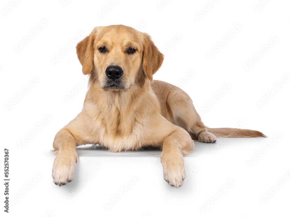 Young adult Golden Retriever pup dog, laying down facing front on edge. Looking towards camera. Isolated on a white background.