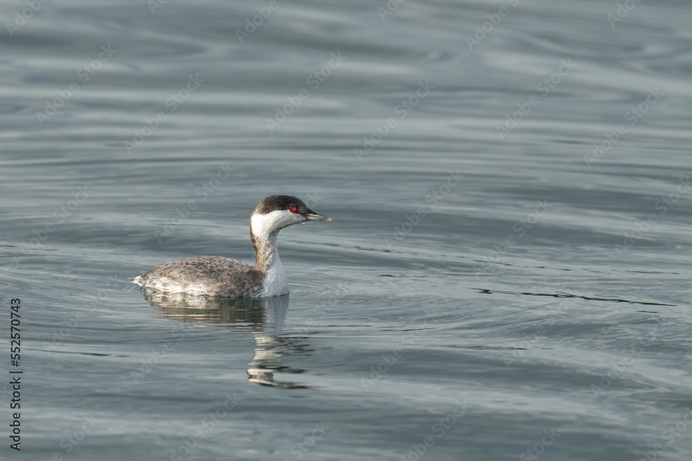 horned grebe in a sea
