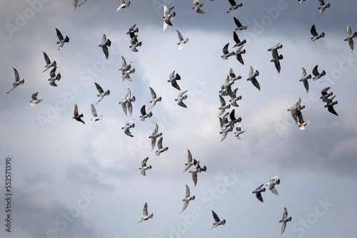 flock of homing pigeon flying against cloudy sky