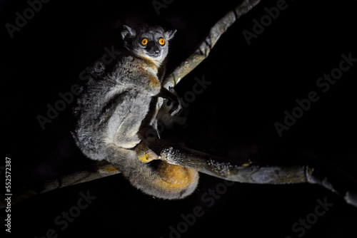 Red-tailed sportive lumur, Lepilemur ruficaudatus, night monkey in Kirindy Forest.  Endemic animal in Madagascar.sportive lumur with tree trunk, small mammal with big yellow eyes. Madagascar night. photo