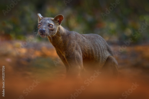 Fosa, Cryptoprocta ferox, Kirindy Forest in Madagascar. Beast of prey predator endemic in nature Madagascar. Fosa, mammal in the nature habit, wild nature. Rare cat dog look animal in the dry forest. photo