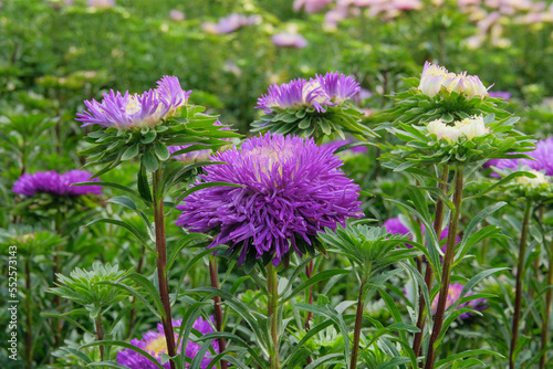 Asters in gardening nursery. Violet blooming flowers in garden. Natural blooming background.