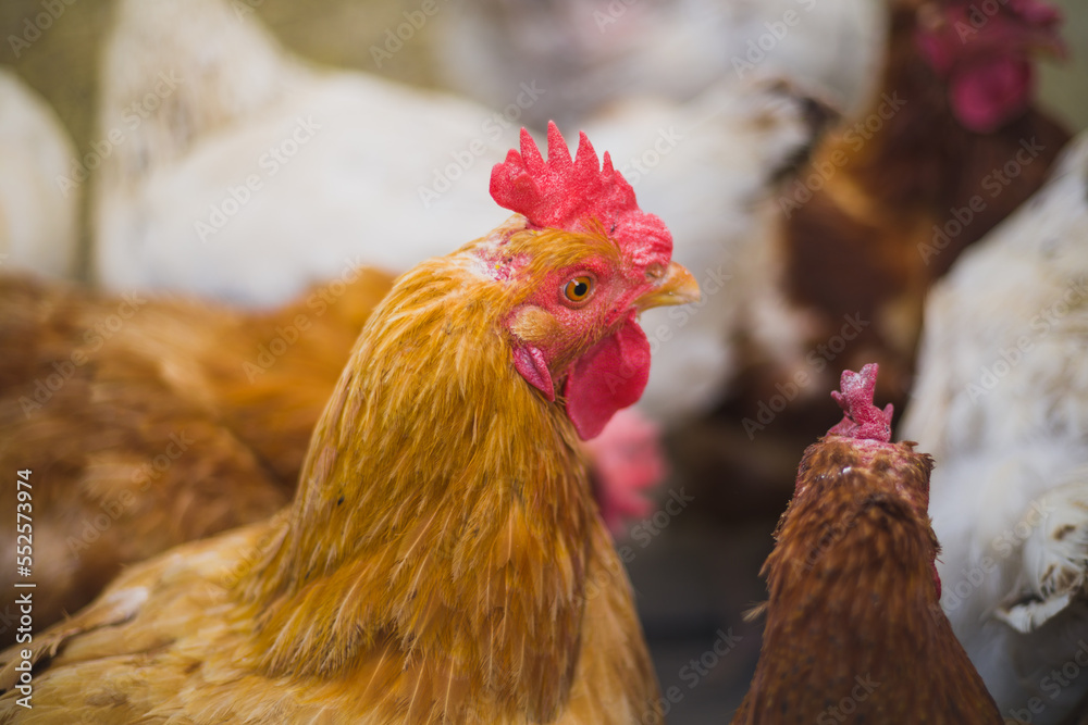 Close up hen in the chicken farm.Concept organics farm.