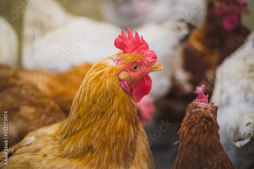 Close up hen in the chicken farm.Concept organics farm.