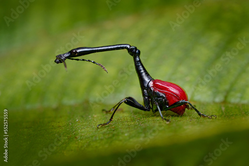 Madagascar endemic. Giraffe weevil, Trachelophorus giraffa, black and red beetle insect on the green leaf. Giraffe weevil on the nature forest habitat, Andasibe Manadia NP, Madagascar endemic photo