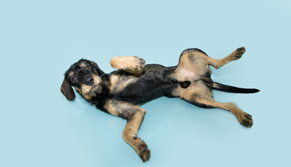 submissive male mixed breed puppy dog lying dowm and  belly-up on isolated blue pastel background