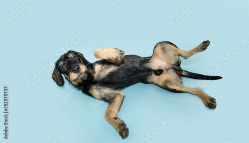 submissive male mixed breed puppy dog lying dowm and  belly-up on isolated blue pastel background photo