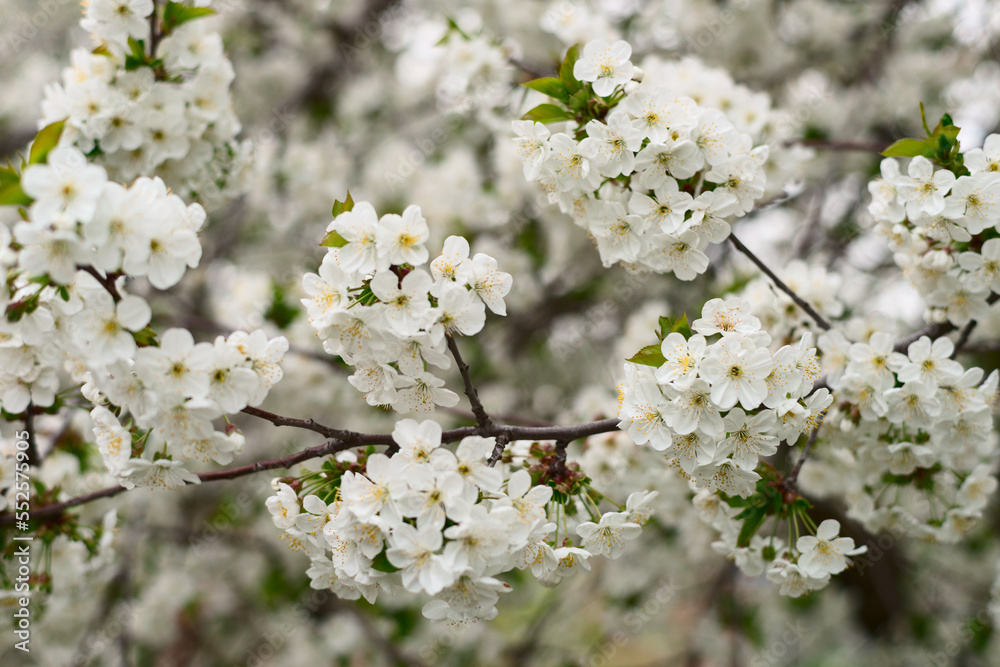Pure white apple blossoms of spring time. 