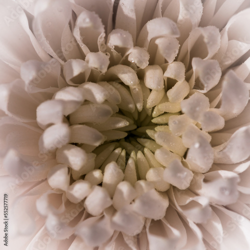 a very beautiful white chrysanthemum flower © sasha