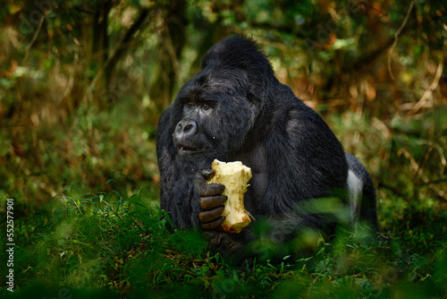 Gorilla - wildlife forest portrait. Uganda mountain gorilla with food. Detail head primate portrait with beautiful eyes. Wildlife scene from nature. Africa. Mountain gorilla monkey ape, Bwindi NP. © ondrejprosicky