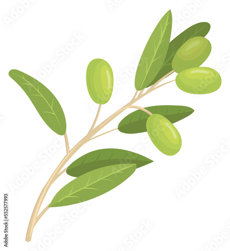 Green olives on branch with leaves. Oil plant twig