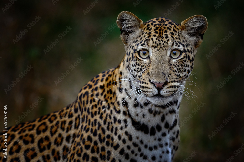 Botswana nature. Leopard, Panthera pardus shortidgei, hidden head portrait in the nice orange grass, big wild cat in the nature habitat, sunny day on the savannah. Wildlife nature. Botswana nature. Leopard, Panthera pardus shortidgei, hidden head portrait in the nice orange grass, big wild cat in the nature habitat, sunny day on the savannah. Wildlife nature.