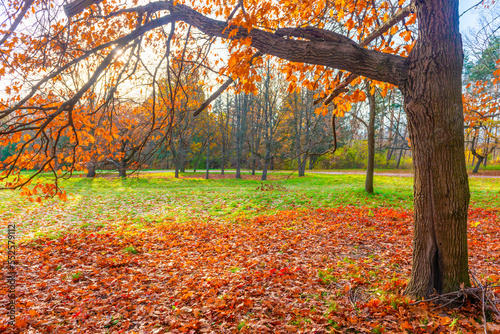 Autumn park forest and autumn tree with autumn leaves