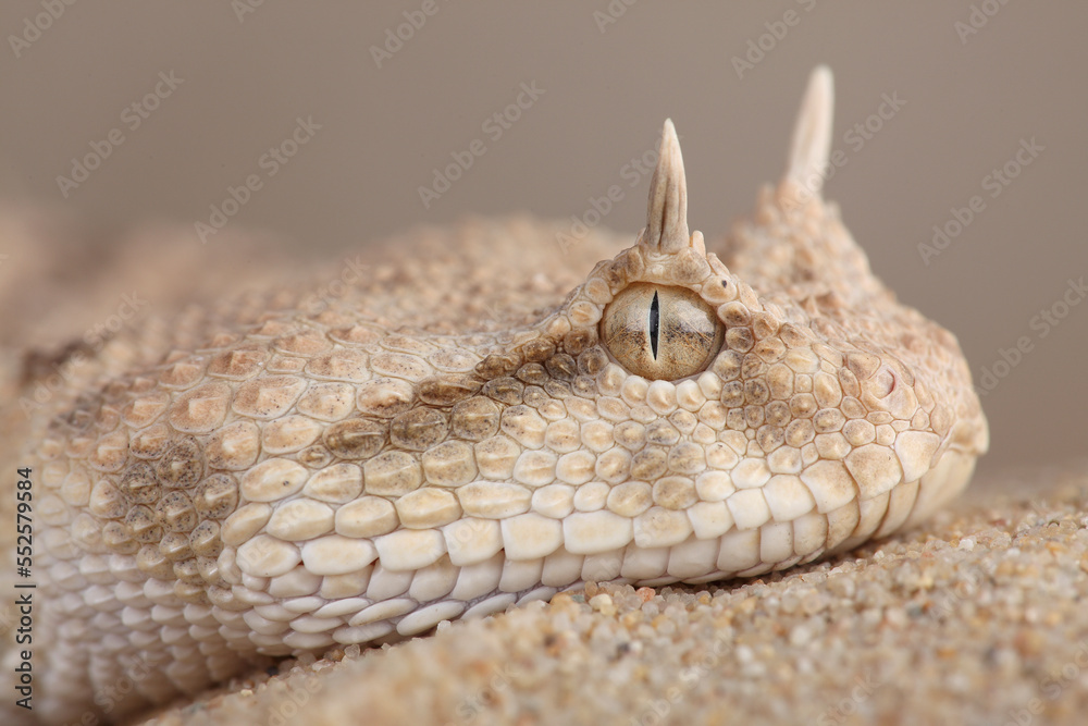 Obraz premium A portrait of a Saharan Horned Viper in the sand 