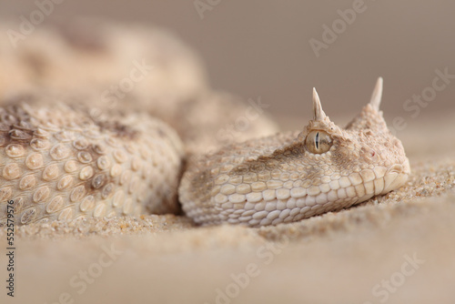 A portrait of a Saharan Horned Viper in the sand
 photo