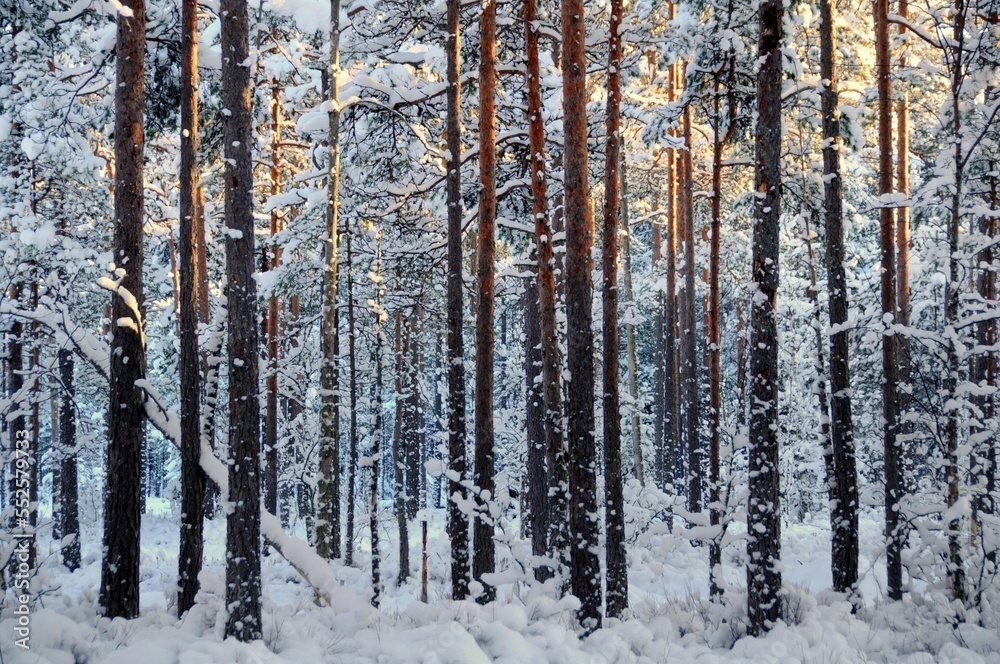 forest in winter forest in winter