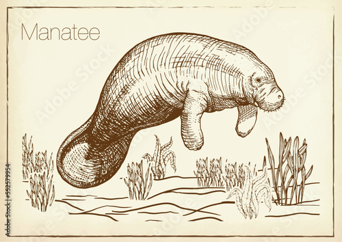 Manatee water animal sketch vector illustration. Manatee or sea cow. Hand drawn.  photo