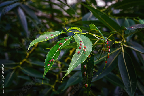 Red galls of Pontania proxima on green leaf, sick tree. Pontania proxima, the willow gall sawfly. Plant galls. Euura proxima, leaf disease, red pustule gall mite .