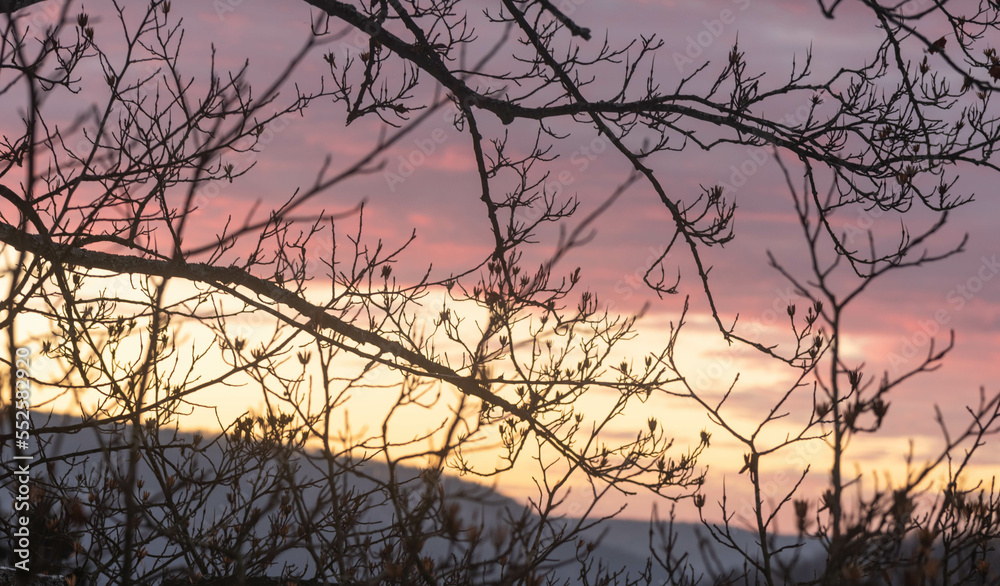 Tree branches in silhouette on rising sunlight sky background during winter weather season Tree branches in silhouette on rising sunlight sky background during winter weather season