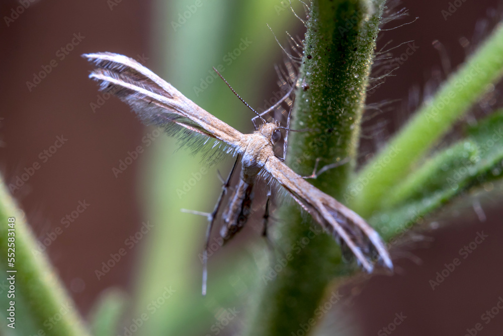 Stangeia siceliota plume moth, posed on a plant under the sun Stangeia siceliota plume moth, posed on a plant under the sun