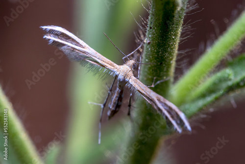 Stangeia siceliota plume moth, posed on a plant under the sun photo