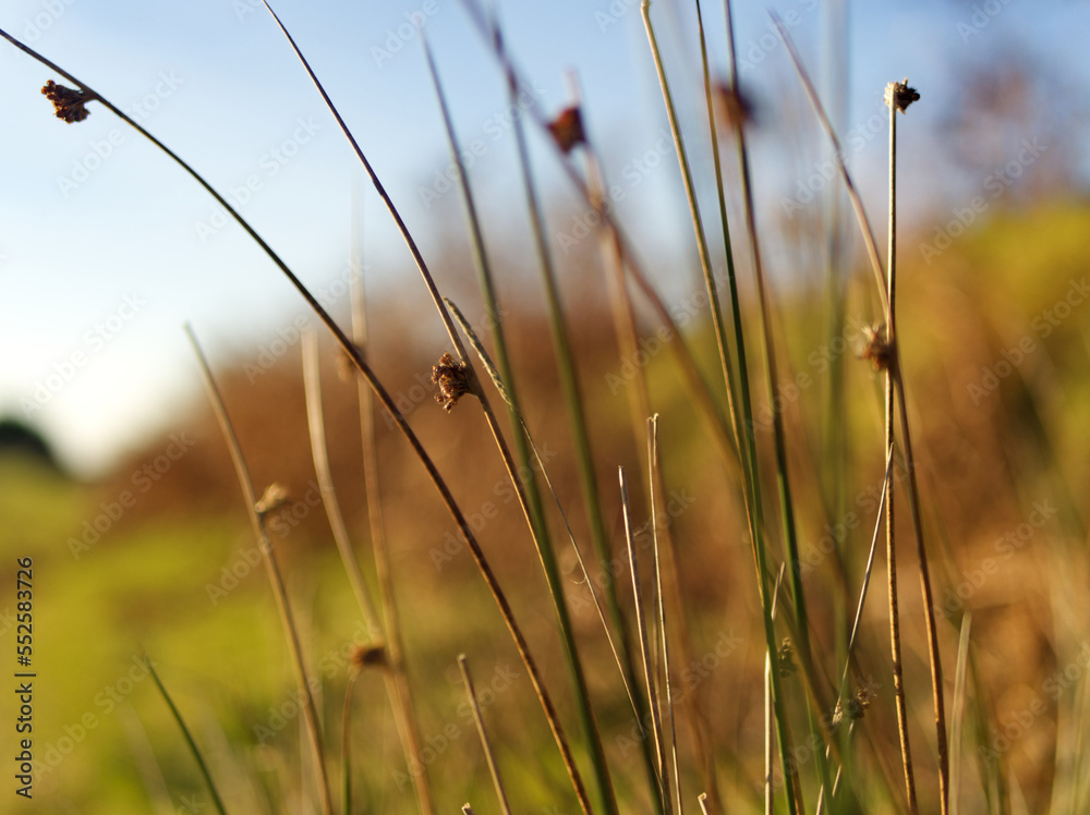 Grass in the morning. Bodmin Moor Cornwall, UK. Grass in the morning. Bodmin Moor Cornwall, UK.