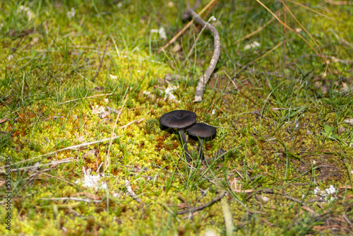 Two small black mushrooms together