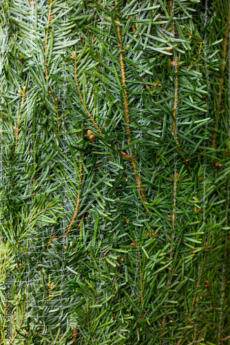 Christmas tree close-up in special nets for packaging, nature background, fir, spruce.