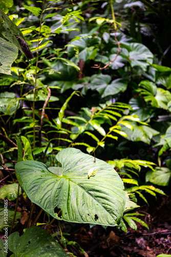 Close-up on the unique plants of Golfito National Wildlife Refuge; vegetation of a tropical rainforest in Costa Rica; unique flowers, trees and plants