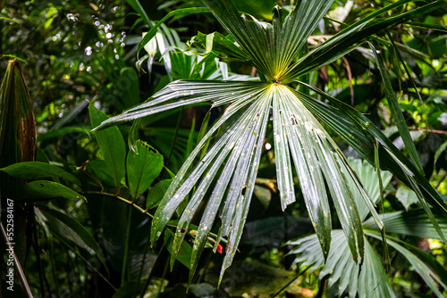 Close-up on the unique plants of Golfito National Wildlife Refuge; vegetation of a tropical rainforest in Costa Rica; unique flowers, trees and plants