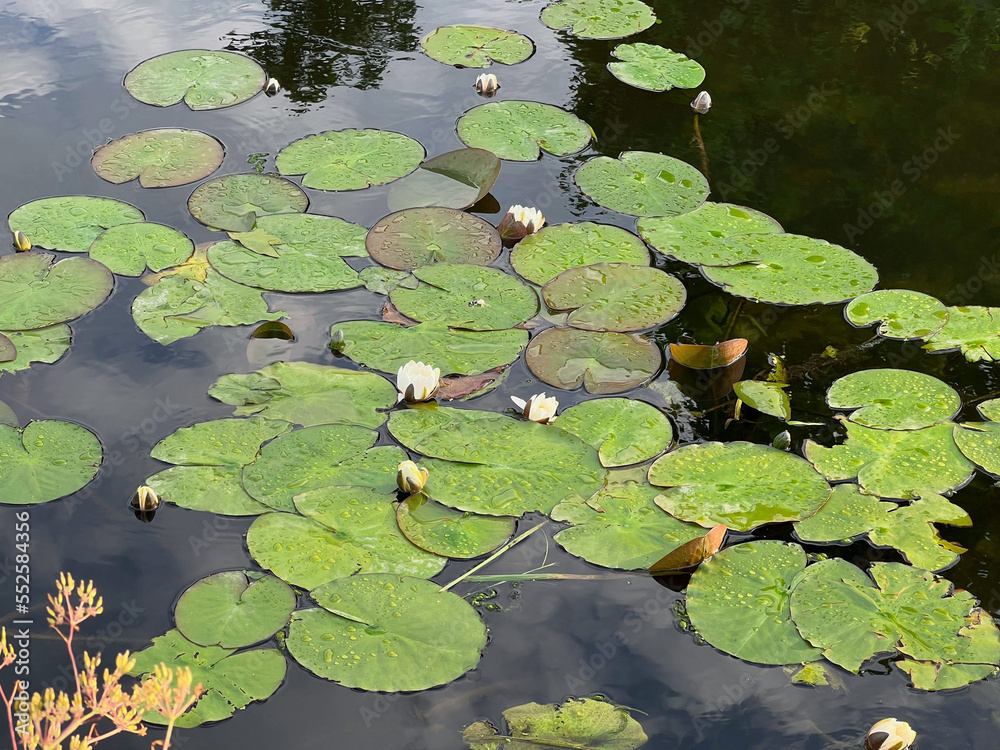 Pond with waterlily plants outdoors on sunny day Pond with waterlily plants outdoors on sunny day