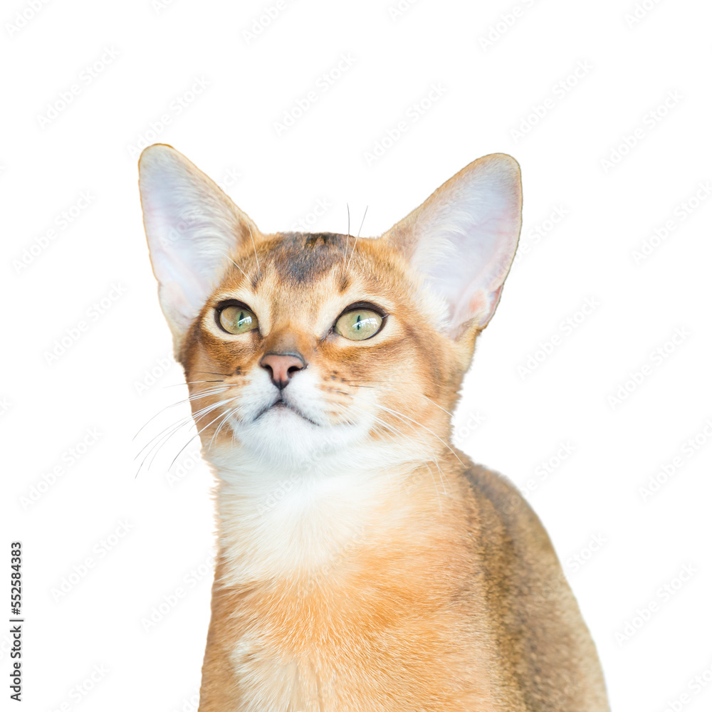 Abyssinian cat in PNG isolated on transparent background