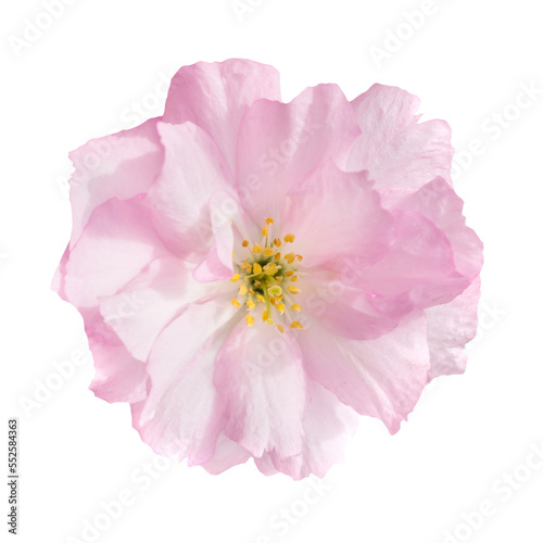 Sakura flower in PNG isolated on transparent background